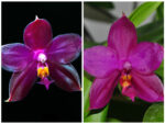 Phalaenopsis (lueddemanniana Su An Star) x (violacea Su An Super Star)