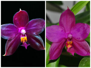 Phalaenopsis (lueddemanniana Su An Star) x (violacea Su An Super Star)