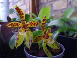 Phalaenopsis pantherina x sib