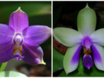 Phalaenopsis violacea blue x bellina blue