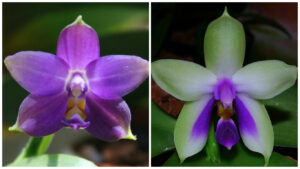 Phalaenopsis violacea blue x bellina blue