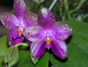 Phalaenopsis Mok Choi Yew (gigantea x violacea blue)