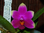 Phalaenopsis (violacea x Be Tris) x violacea