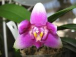 Phalaenopsis Vio Vio peloric