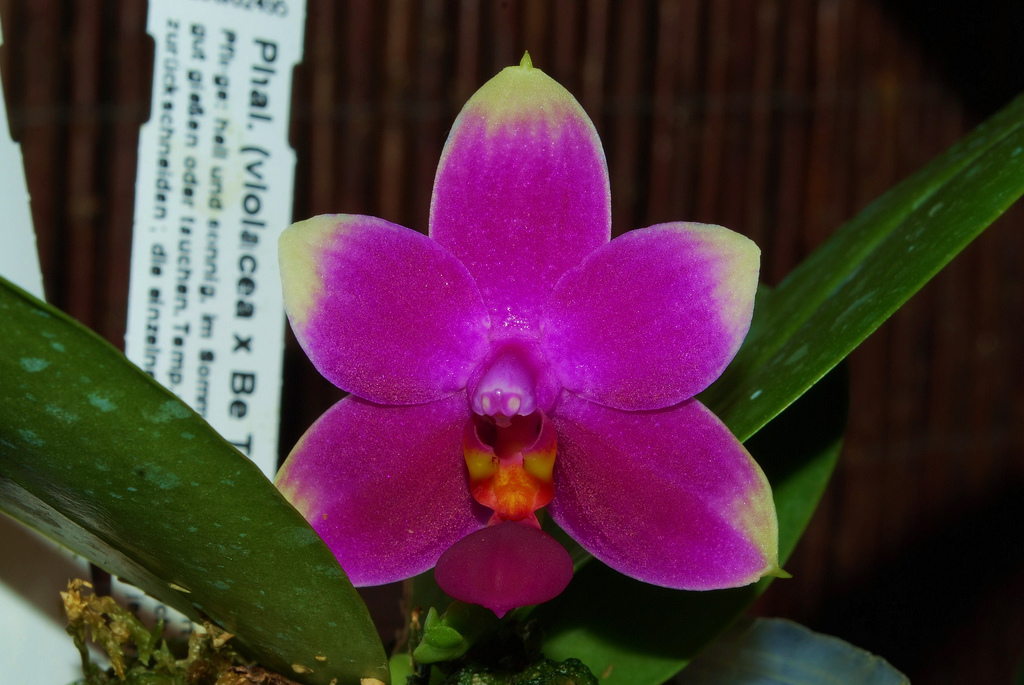 Phalaenopsis (violacea x Be Tris) x violacea