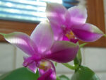 Phalaenopsis violacea x Phalaenopsis bellina