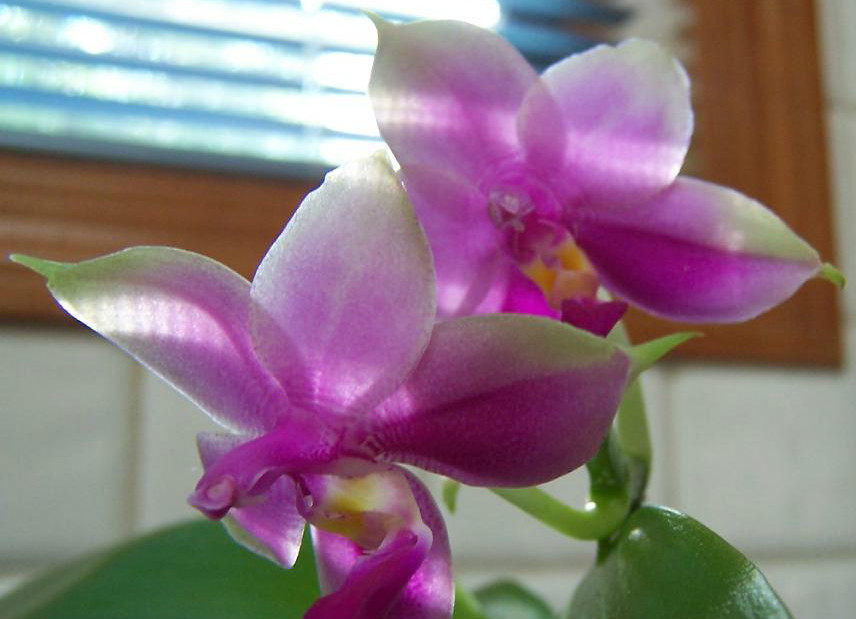 Phalaenopsis violacea x Phalaenopsis bellina