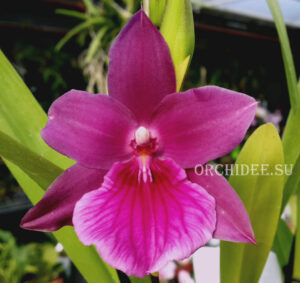 Miltonia Honolulu 'Warne's Best' HCC/AOS CCM/AOS (Gayety x Anne Warne)