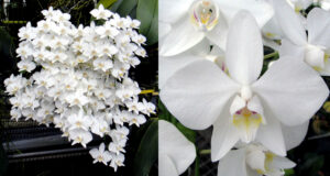Phalaenopsis amabilis x phalaenopsis amabilis