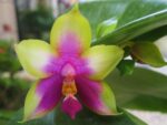 Phalaenopsis bellina x KS Happy Eagle