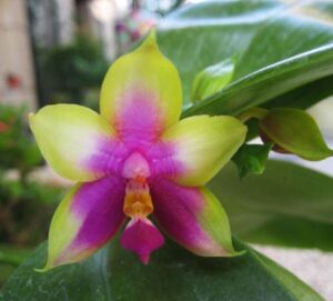 Phalaenopsis bellina x KS Happy Eagle