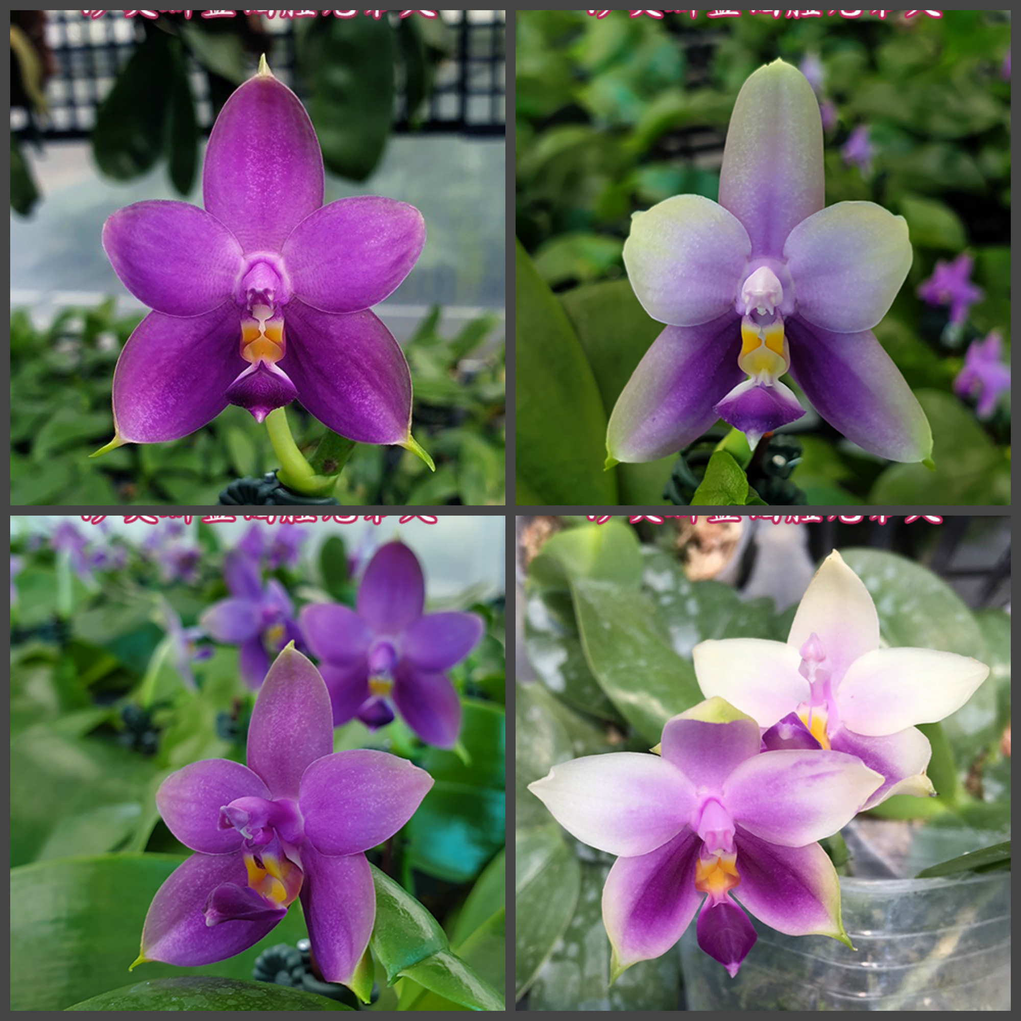 Phalaenopsis Samera blue x sib