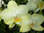 Phalaenopsis PHM 027 Golden Dawn
