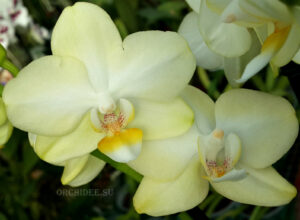 Phalaenopsis PHM 027 Golden Dawn