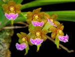Aerides flabellata