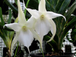 Angraecum Lemforde White Beauty AM/AOS