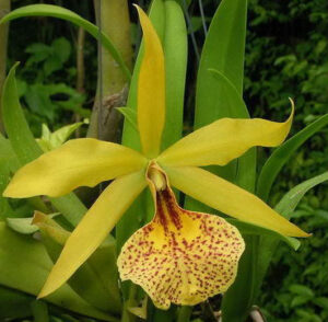 Brassolaeliocattleya Keowee 'VI Galaxy' AM/AOS