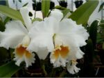 Brassolaeliocattleya Eagle Eye "All Victory"