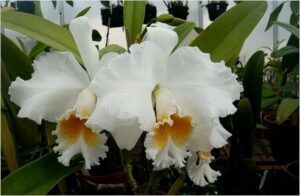 Brassolaeliocattleya Eagle Eye "All Victory"