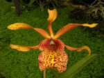 Brassolaeliocattleya French Fox