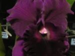 Brassolaeliocattleya Guanmiao City 'Black Flower'