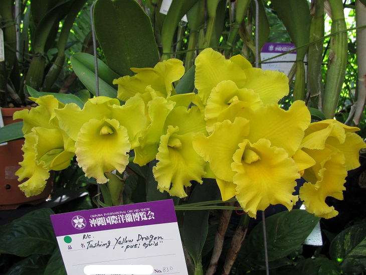 Brassolaeliocattleya Ta-Shiang Yellow Dragon 'Puti Gold'