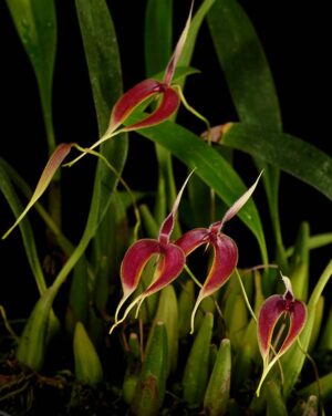 Bulbophyllum blumei