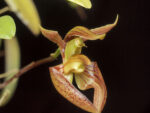Bulbophyllum lasiochilum 'Myanmar'