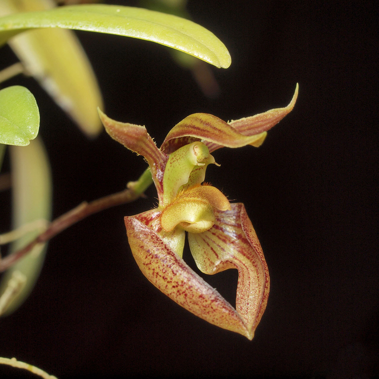 Bulbophyllum lasiochilum 'Myanmar'