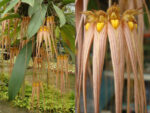 Bulbophyllum longissimum