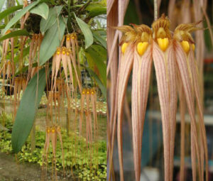 Bulbophyllum longissimum