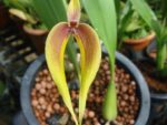 Bulbophyllum masdevalliaceum 'yellow'