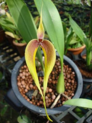 Bulbophyllum masdevalliaceum 'yellow'