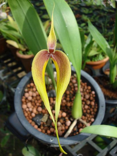 Bulbophyllum masdevalliaceum 'yellow'