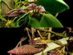 Bulbophyllum mirum