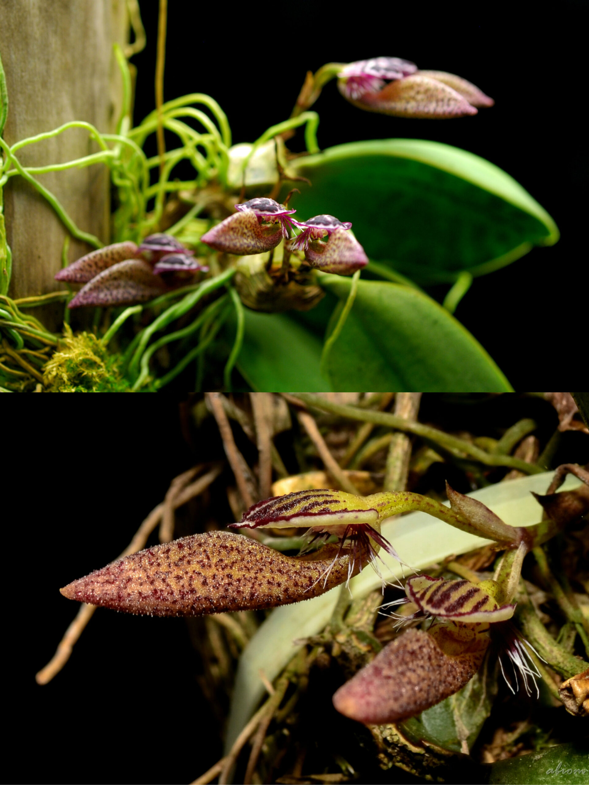 Bulbophyllum mirum