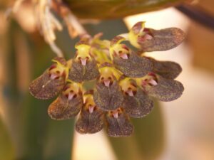 Bulbophyllum spathulatum