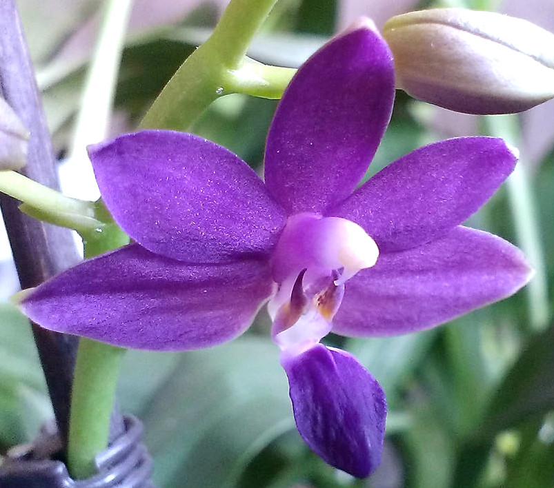 Doritaenopsis K.S. Purple Martin 'Blue Star'