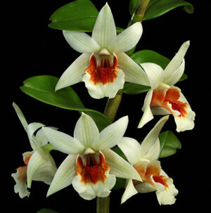 Dendrobium Green Lantern