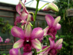 Dendrobium Burana 'Emerald'