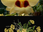 Dendrobium Gatton Sunray