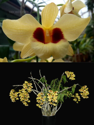 Dendrobium Gatton Sunray