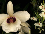 Dendrobium albosanguineum