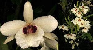 Dendrobium albosanguineum