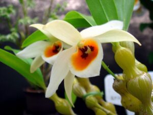 Dendrobium aphrodite