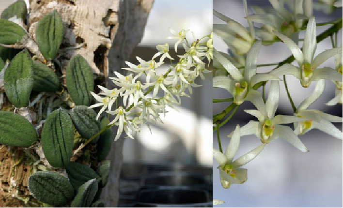 Dendrobium nugentii