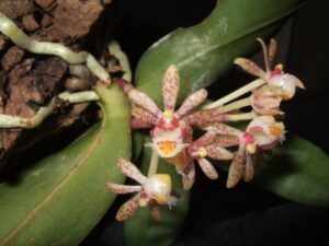 Gastrochilus obliquus