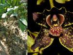 Grammatophyllum Jumbo Grand