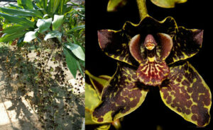 Grammatophyllum Jumbo Grand