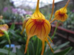 Masdevallia Sun Dancer x Harlequin ‘No. 1’
